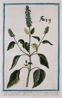 Chia (Salvia hispanica L.): flowering and fruiting stem with separate segments of flower, fruit and seed. Coloured etching by M. Bouchard, 1775.