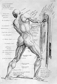 Myotomia reformata: or an anatomical treatise on the muscles of the human body ... To which is prefix'd an introduction concerning muscular motion / [William Cowper].