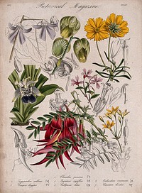Seven garden plants, including a glory pea and two orchids: flowering stems and floral segments. Coloured etching, c. 1837.