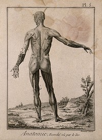 The muscles of the human body, first layer, seen from the back, after Albinus. Engraving by Benard, 1779, after an engraving, 1747.