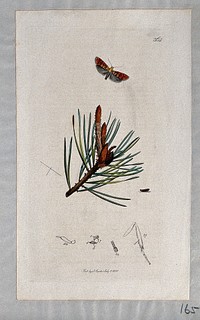 A pine tree shoot (Pinus species) with an associated moth, its caterpillar and its anatomical segments. Coloured etching, c. 1831.