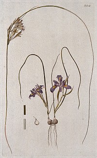 Butterfly iris (Moraea sp.): entire flowering plant with separate fruiting stem and sections of leaf and bulb. Coloured engraving after F. von Scheidl, 1776.
