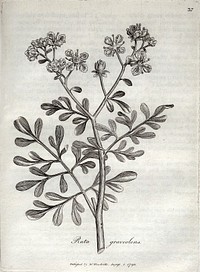 Medical botany, containing systematic and general descriptions, with plates of all the medicinal plants, indigenous and exotic, comprehended on the catalogues of the materia medica ... with ... their medicinal effects ... / [William Woodville].