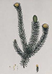 A plant (Petrophila teretifolia): flowering and fruiting stem with floral segments. Coloured engraving, c. 1804, after H. Andrews.