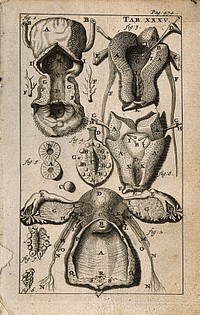 Female genito-urinary system. Engraving, 1686.