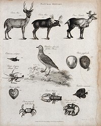 Above, three deer, a fish, a golden plover (wading bird), a hermit crab and two molluscs; below, three crabs and a fish. Etching by Heath.