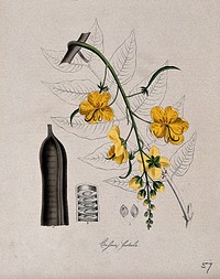 Purging cassia or Indian laburnum (Cassia fistula): flowers, leaf, pod and seeds. Coloured lithograph after M. A. Burnett, c. 1843.