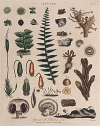 A fern, a moss, a fungus and an alga: all with anatomical details. Coloured etching by J. Pass, c. 1799.