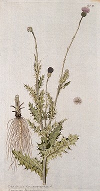 A plant (Carduus sp.) related to scotch thistle: flowering stem with separate root and seed. Coloured engraving after F. von Scheidl, 1776.