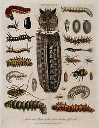 Species of larva. Coloured etching by J. Pass, 20 October 1804.