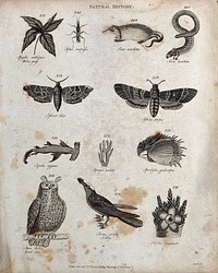 Above, an insect, a musk rat, a siren (eel-shaped taile amphibian), and two hawk moths; below, a shark, a sponge, a vertebrate, an owl, a noddy (a tropical sea bird) and a stapelia. Engraving by Heath.