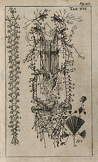 The nervous system. Engraving, 1686.