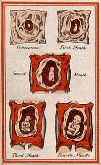 Development of the foetus in the uterus: five figures, from conception to the fourth month. Colour lithograph, 1850/1910.