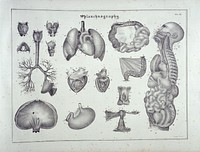 Systematized anatomy, or Human organography : in synoptical tables, with numerous plates. For the use of universities, faculties and schools of medicine and surgery, academies of painting, sculpture, and the Royal Colleges / By J. Sarlandière ; translated from the French by W.C. Roberts.