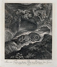 Two badgers in their burrow. Etching by J. E. Ridinger.