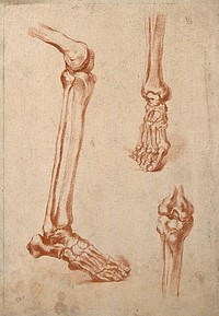 Bones of the lower leg and of the foot and the knee joint. Crayon manner print attributed to G. Smith, 18th century.