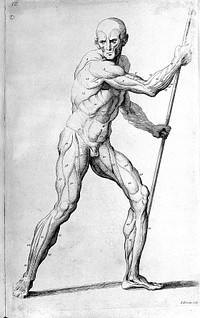 Compendium anatomicum, or A compendious treatise of anatomy adapted to the arts of painting and sculpture: in which the external muscles of the human body are represented as they appear when cleared of the skin, the membrana adiposa, and the veins and arteries that lie on their surface.