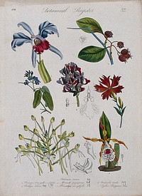 Seven plants, including four orchids and a campion: flowering stems. Coloured etching, c. 1836.