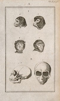 Apes' skulls: six figures showing ape heads and an ape skull from the front and in profile. Line engraving, 1780/1800.