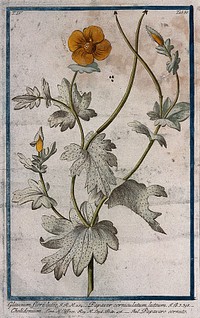 Yellow horned poppy (Glaucium flavum Crantz.): entire flowering and fruiting plant with seeds. Coloured etching by M. Bouchard, 177-.