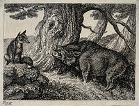 A wild boar chafing its neck against a tree while a fox seated on a rock nearby watches on. Etching by W. S. Howitt.