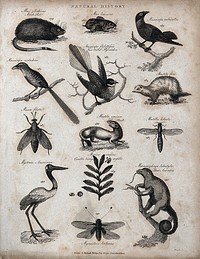 Above, a musk rat, a lemming, three birds and a weasel (mustela); below, three insects, a stoat, a bird, a sprig and fruits of myrtle, and an ant eater on a tree trunk. Engraving by Heath.