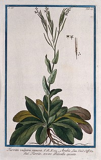 Rock or wall cress (Arabis thaliana): entire flowering plant with separate floral segments, opened fruit and seeds. Coloured etching by M. Bouchard, 177-.