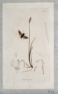 A sedge (Carex dioica) with an associated insect and anatomical segments. Coloured etching, c. 1831.