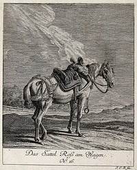 Saddle horse standing in a field. Etching by J. E. Ridinger.