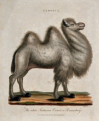 A camel. Coloured stipple print by J. Chapman, 1799.