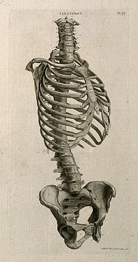 The trunk of the skeleton: side view. Line engraving by A. Bell after J.-J. Sue, 1798.