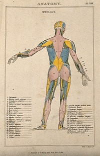 An écorché: seen from the back, with left arm extending to the side, and with muscles indicated in various colours. Coloured line engraving by H. Mutlow, 1808.