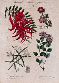 Four British garden plants, including a glory pea: flowering stems and floral segments. Coloured etching, c. 1837.