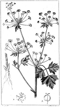 Flore médicale décrite / par F.P. Chaumeton ... Peinte par Mme E. P[anckoucke] et par P.J.F. Turpin.