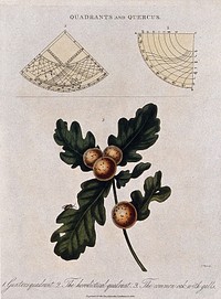 Two types of quadrant and a branch of common oak (Quercus robur) with galls. Coloured engraving by J. Pass, c. 1826.