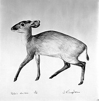 An antelope (Peter's duiker). Lithograph by Jonathan Kingdon.