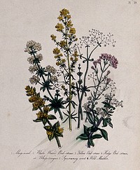 Six British wild flowers, four types of bedstraw (Galium species), squinancywort (Asperula cynanchica) and levant (Rubia peregrina). Coloured lithograph, c. 1856, after H. Humphreys.