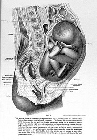 The anatomy of labour : including that of full-time pregnancy and the first days of the puerperium exhibited in frozen sections reproduced ad naturam / by A.H.F. Barbour.