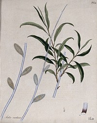 A willow (Salix violacea): leafy and flowering branches with floral segments. Coloured engraving, c. 1804, after H. Andrews.