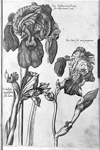 Florilegium novum ... New Blumbuch, darinnen allerhand schöne Blumen und frembde Gewächs, mit ihren Wurtzeln und Zwiebeln, mehrer theils dem Leben nach in Kupffer fleissig gestochen zu sehen seind / [J.T. de Bry].