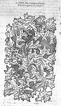 J. Parkinson, Theatricum Botanicum.