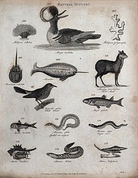 Above, two reef building corals (millepora), a diving bird, a narwhal (monodon), a mollusc and a musk deer; below, a small warbler (whitethroat), two fish, a sea serpent, a conger eel, two molluscs (murices) and a mureana. Engraving by Heath.