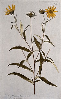 Sunflower (Helianthus giganteus L.): flowering stem. Coloured engraving after F. von Scheidl, 1772.