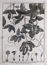 Female liane of Chilli (Lardizabala biternata Ruíz & Pavón): fruiting stem with tendrils and floral segments. Engraving by Heath, c.1798, after Prevost.