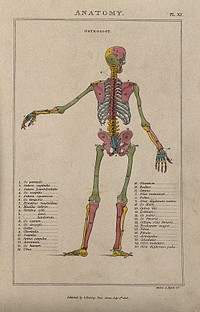Skeleton: with left arm extended to the side, seen from behind, and with bones indicated in various colours. Coloured line engraving by H. Mutlow, 1808.