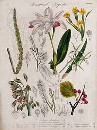 Eight plants, including three orchids and a hawthorn: flowering stems. Coloured etching, c. 1836.