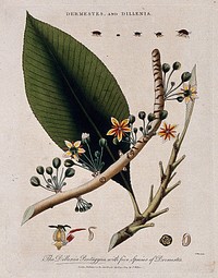 Flowers, stem and leaf of a tropical plant (Dillenia pentagyna) and five skin beetles (Dermestes species). Coloured etching by J. Pass, c. 1803, after J. Ihle.