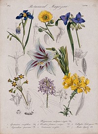 Seven garden plants, including an orchid and an amaryllis: flowering stems and floral segments. Coloured etching, c. 1837.