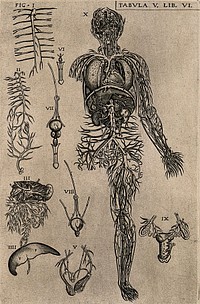 The venous and arterial system of the human body with internal organs and detail figures of the generative system. Engraving, 1568.