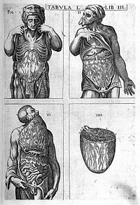 Anatomie, oft levende beelden vande deelen des menschelicken lichaems: met de verclaringhe van dien, inde Neder-duytsche spraecke / [Juan Valverde].